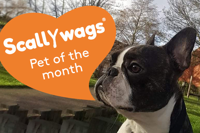 Scallywags Pet Of The Month - August