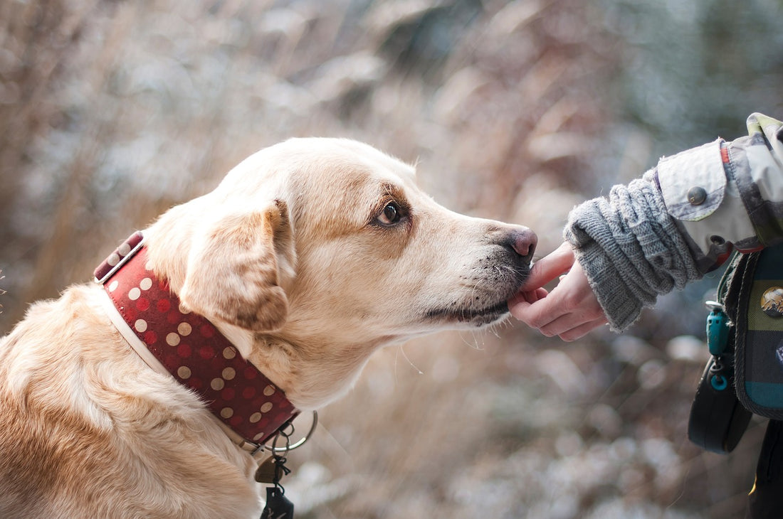 How to care for your pet during summer