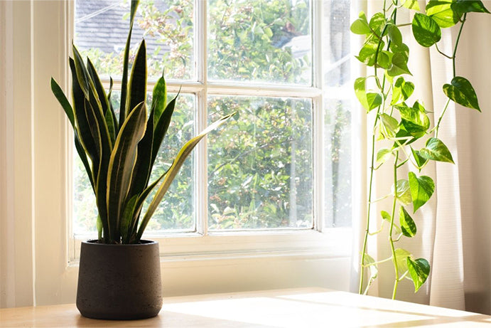 Snake plant on a windowsill in the sunshine