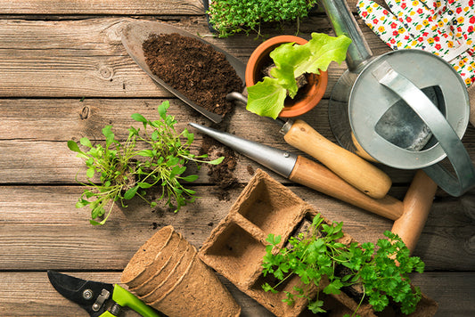 How To Start Your Indoor Vegetable Garden