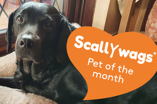 Scallywags pet of the month for february - Lara the labradoodleLabradoodle having belly rubsClose up of black labradoodle with ears pricked upBlack labradoodle next to a tiny chocolate birthday cakeBlack labradoodle amongst autumn fallen leaves