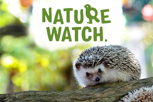 Nature Watch - What To Feed Hedgehogs