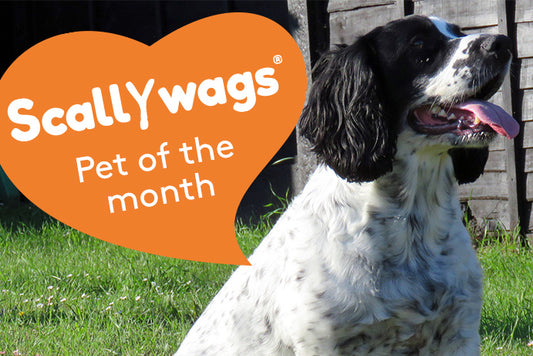 Scallywags Pet Of The Month - April