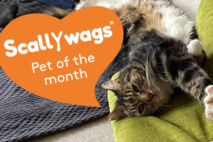 Scallywags Pet Of The Month - August '23