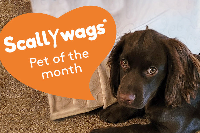 Scallywags Pet Of The Month - February