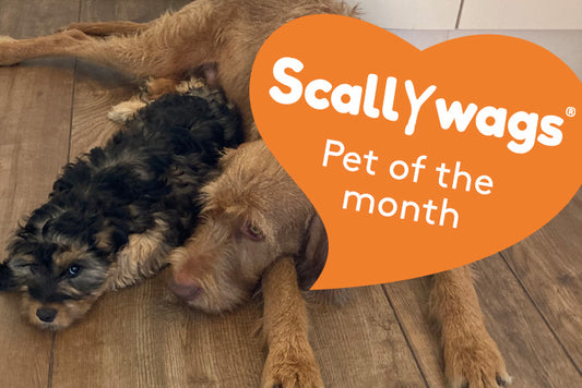 Scallywags Pet Of The Month - July