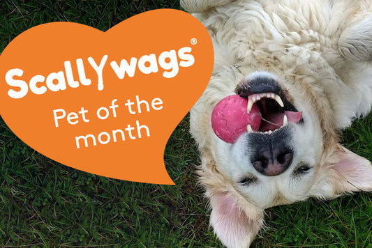 Scallywags Pet Of The Month - June