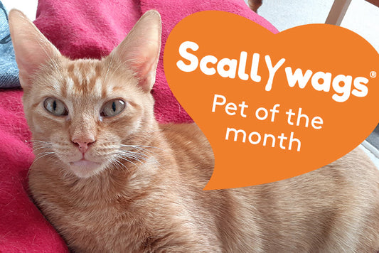 Scallywags Pet Of The Month - March