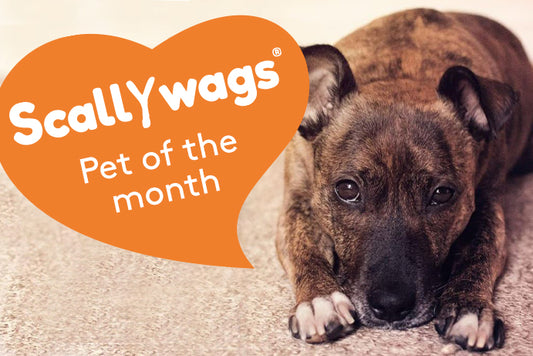 Scallywags Pet Of The Month - May