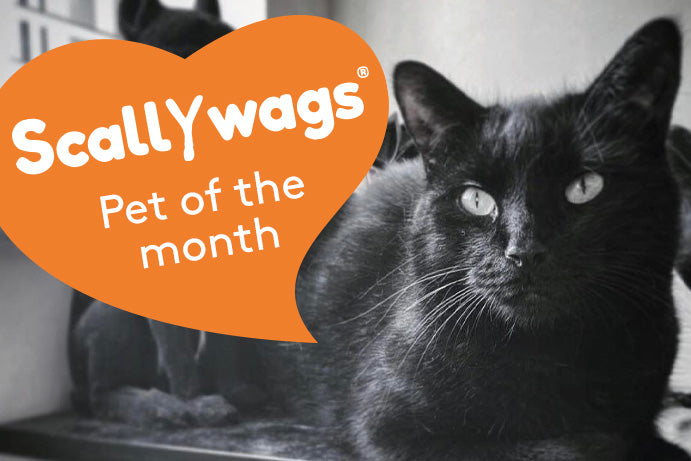 Scallywags Pet Of The Month – October