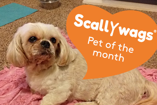 Scallywags Pet Of The Month - September