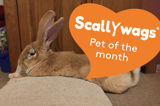 Scallywags Pet Of The Month - September