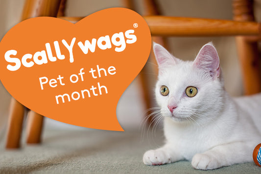 Scallywags Pet Of The Month - July