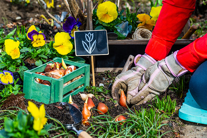 Our Guide To Planting Spring Bulbs