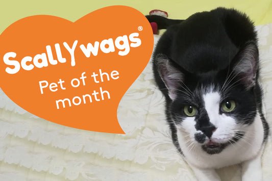 Scallywags Pet Of The Month - May