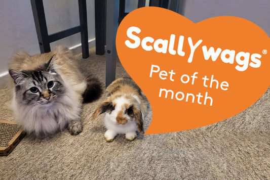 Scallywags Pet Of The Month - January