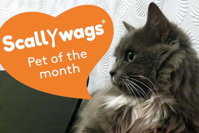 Scallywags Pet Of The Month - December