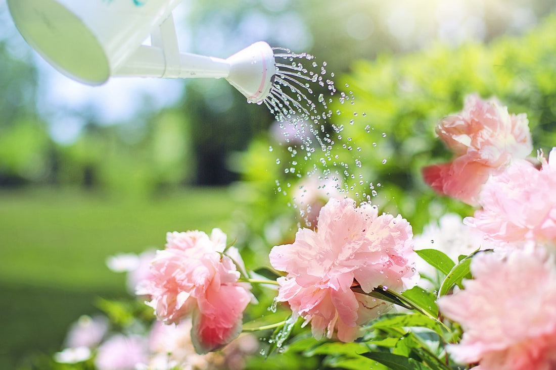 Top Tips For Garden Watering