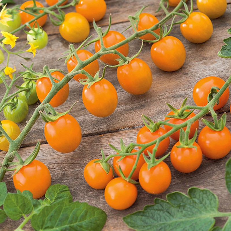 Johnsons Tomato Sungold F1 Seeds