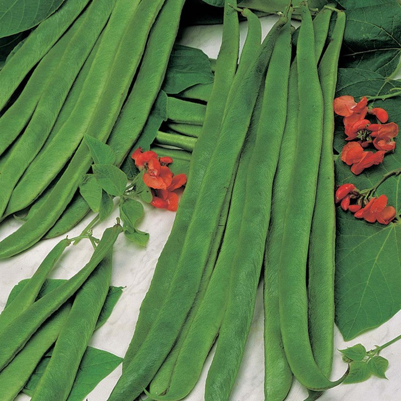 Johnsons Runner Bean Stringless Galaxy Seeds