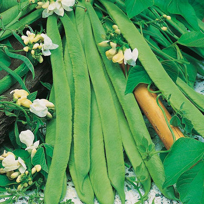 Johnsons Runner Bean White Lady Seeds