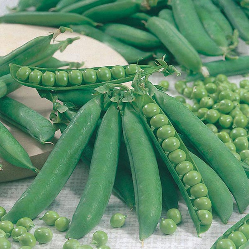 Johnsons Pea Kelvedon Wonder Seeds