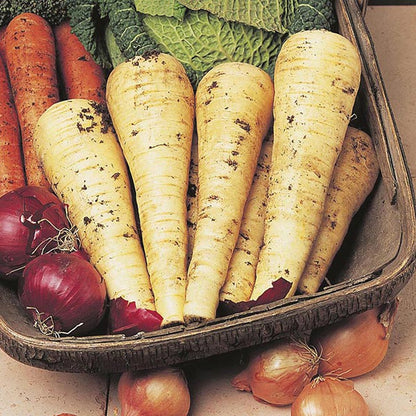 Johnsons Parsnip Palace F1 Seeds