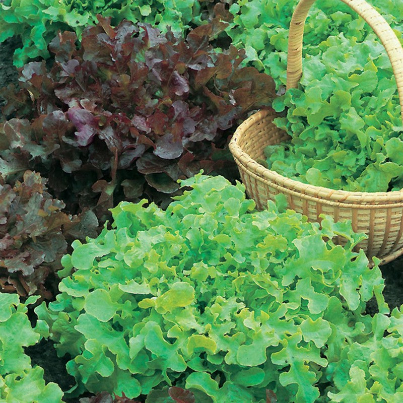 Johnsons Lettuce Red & Green Salad Bowl Seeds