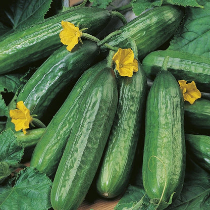 Johnsons Cucumber Emilie F1 Seeds