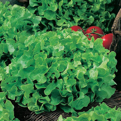 Johnsons Lettuce Salad Bowl Seeds