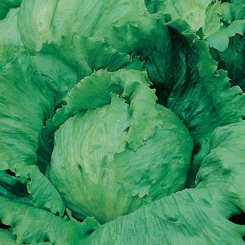 Johnsons Lettuce Saladin Seeds