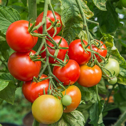 Johnsons Tomato Shirley F1 Seeds