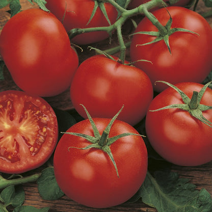 Johnsons Tomato Moneymaker Seeds