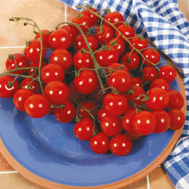 Johnsons Tomato Sweet Aperitif Seeds