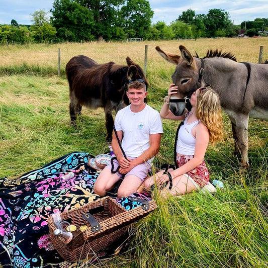 Donkey Picnic for Four at Dashing Donkeys  - Gift Experience