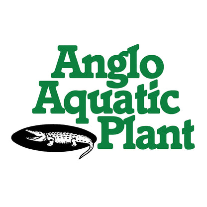 Anglo Aquatics Mentha Pulegium 9cm 3 Pack