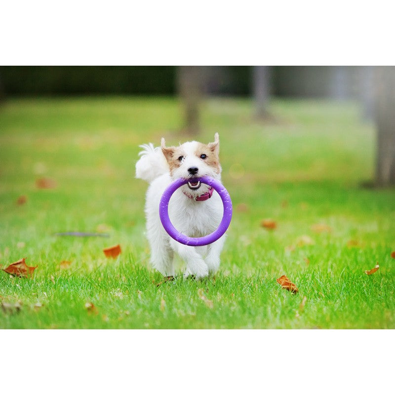 Small Dog Frisbee Purple Plastic 18cm by PULLER