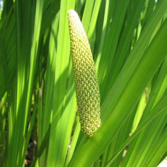 Anglo Aquatics Acorus Calamus 9cm