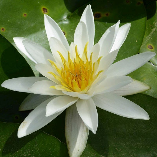 Anglo Aquatics Nymphaea Alba 10 Litre