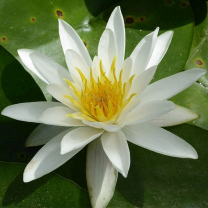 Anglo Aquatics Nymphaea Alba 30 Litre