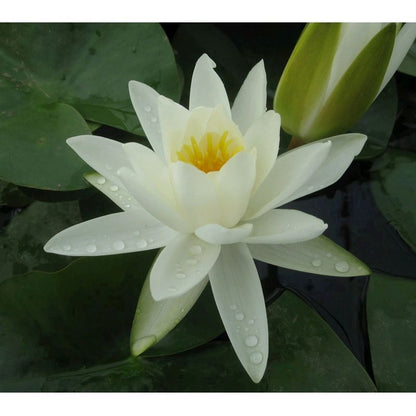 Anglo Aquatics Nymphaea Alba 10 Litre