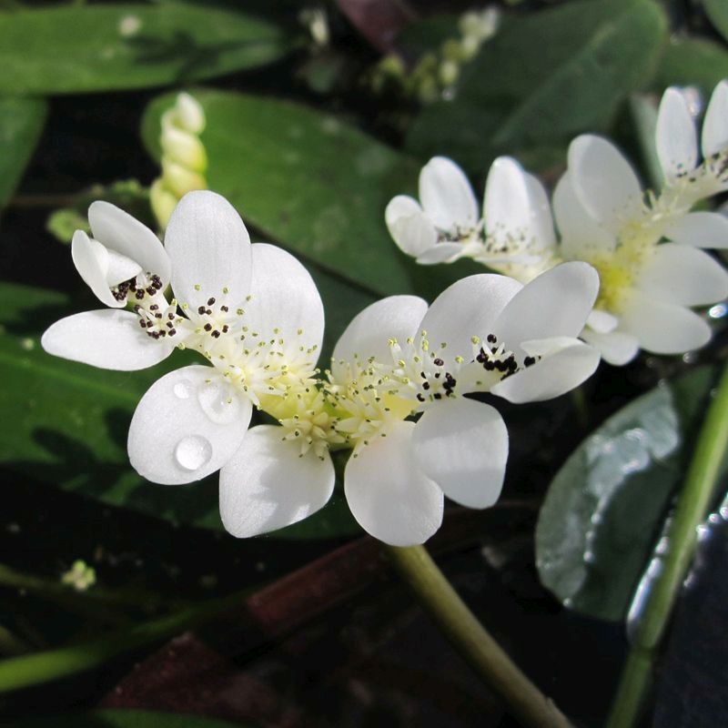 Anglo Aquatics Aponogeton Distachyos 10 Litre