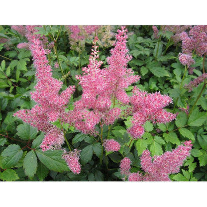 Anglo Aquatics Astilbe Pink 1 Litre 3 Pack