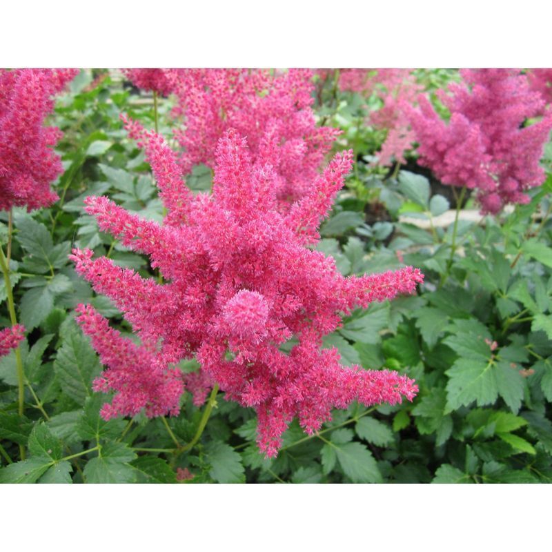 Anglo Aquatics Astilbe Red 1 Litre