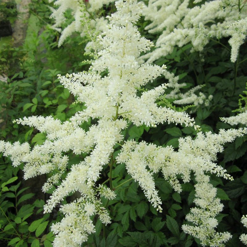 Anglo Aquatics Astilbe White 1 Litre