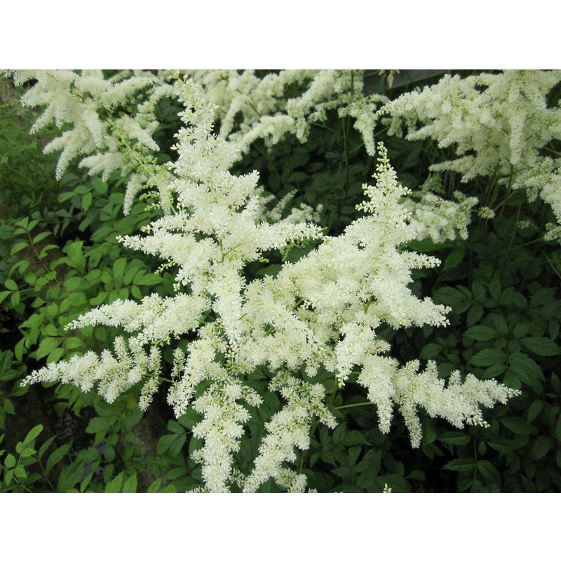 Anglo Aquatics Astilbe White 1 Litre 3 Pack