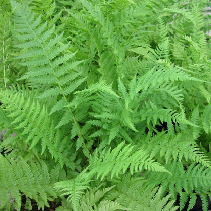 Anglo Aquatics Athyrium Filix Femina 9cm 3 Pack