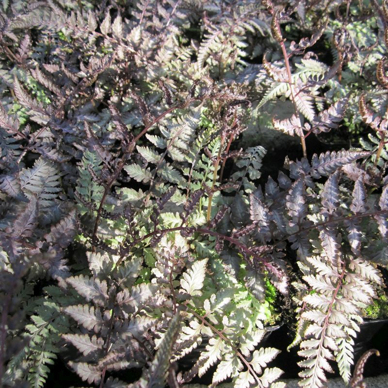 Anglo Aquatics Athyrium Niponicum Metallicum 9cm 3 Pack