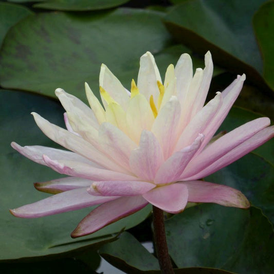 Anglo Aquatics Nymphaea Barbara Dobbins 10 Litre