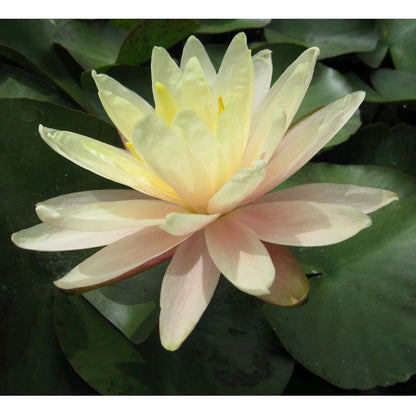 Anglo Aquatics Nymphaea Barbara Dobbins 30 Litre